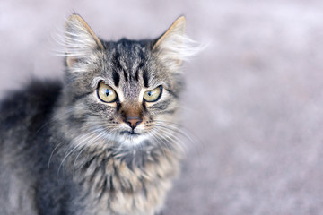 Closeup portrait of a cat with a blurred background shows the emotion of surprise. Copy space, toning