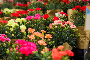 Several bouquets of carnation ready for sale in a street flower market