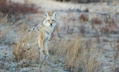 Coyote in the wild