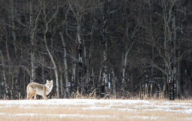 Coyote in the wild