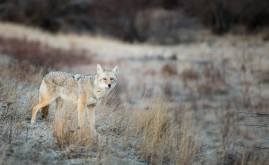 Coyote in the wild