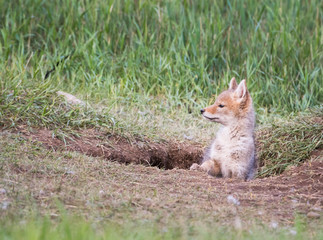 Naklejka na ściany i meble Coyote in the wild