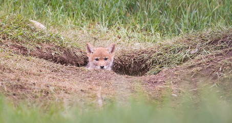 Coyote in the wild