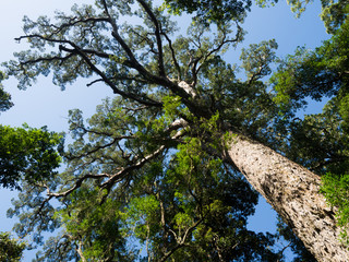 big_tree