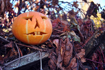 Halloween pumpkin on old wooden fence with dry wild grape leaves and  blue berries on it 