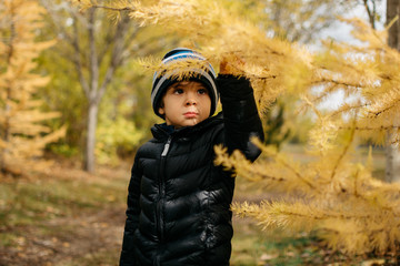 Little boy looking at a Larch tree in Autumn