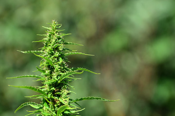 Close up of a marijuana plant