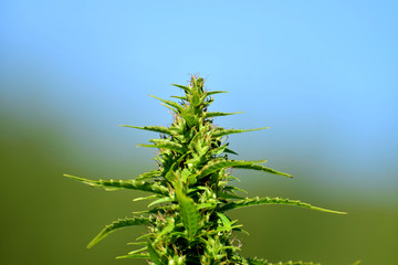 Mature cannabis plant 