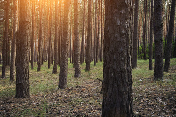 Pine forest. Can be used as wallpaper or background