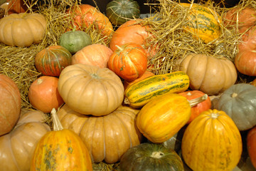 Mature vegetables. Gifts of fall. Pumpkins, vegetable marrows, onions Background Autumn composition