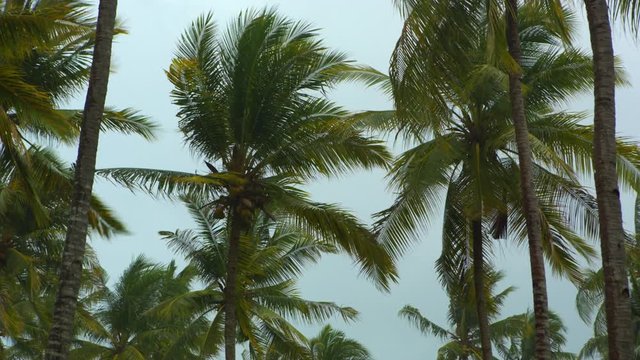 Storm heavy winds blowing palm trees and breaks the leaves on tropical island. Strong wind during cyclonic weather before a power storm or hurricane. Dark clouds. Negative danger concept.