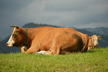 Müde Kühe . Tired Cows