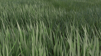 Césped. 3D