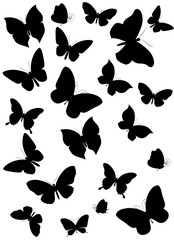 black butterfly, isolated on a white