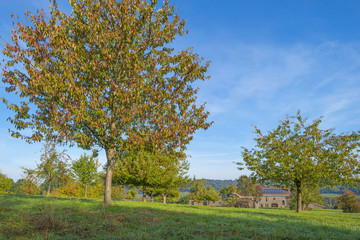 Panorama of trees in a green meadow on a hill in sunlight at fall