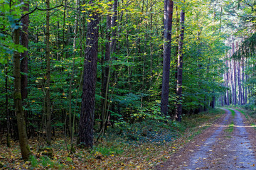 Sunny autumn forest