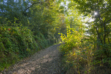 Panorama of trees in a green meadow on a hill in sunlight at fall