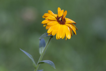 Yellow flower in a green field with an out of focus background