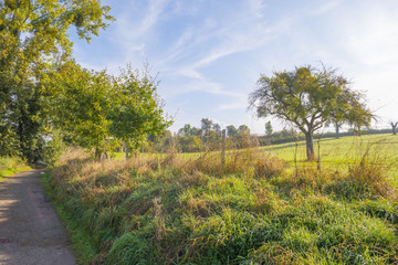 Obraz premium Rural landscape in autumn colors in sunlight at fall