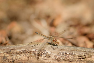 Female of the The ruddy darter - Sympetrum sanguineum