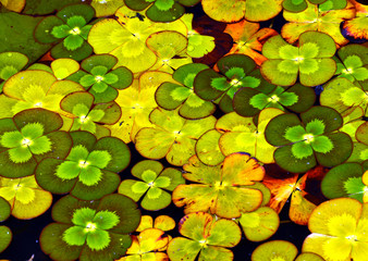 Clover shaped lilypad leaves on pond