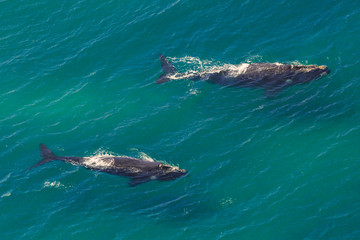 Obraz premium Wieloryby: matka i cielę u wybrzeży w St Lucia w RPA, jedno z najpopularniejszych miejsc na safari. Widok z lotu ptaka.