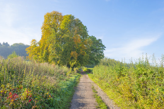 Rural landscape in autumn colors in sunlight at fall