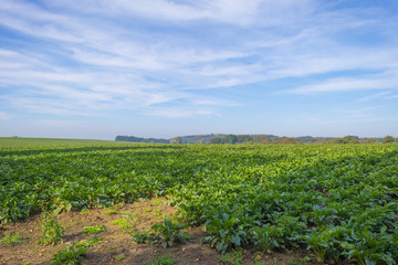 Fototapeta na wymiar Vegetables growing in a field below a blue sky in sunlight at fall 