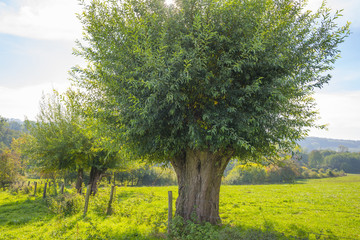 Rural landscape in autumn colors in sunlight at fall