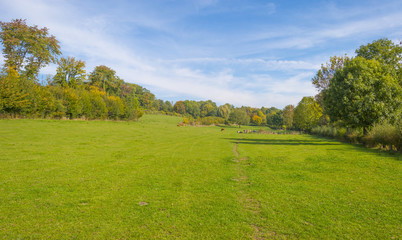 Herd of cows in a green meadow on a hill in sunlight at fall
