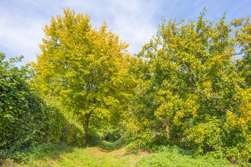 Fototapeta premium Rural landscape in autumn colors in sunlight at fall