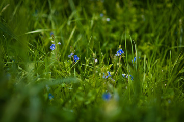 blue flower in grass