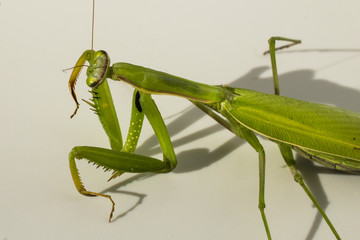 A female mantis. Predatory insect. The fauna inhabiting the European zone.