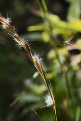 Andropogon virginicus (Bloom sedge bluestem)