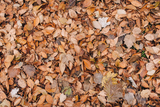 Background made of fallen autumn leaves. Dry autumn leaves covered the ground.