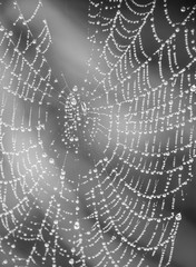 Spider web with water droplets