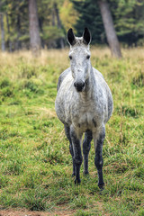 White colored horse stands in field.