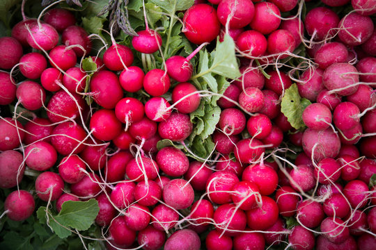 Radishes, farm in Valle de Guadalupe, Mexico.