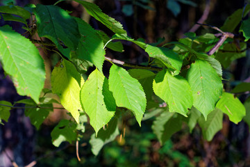 Sunny autumn forest