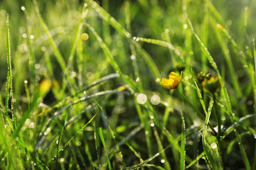 Green meadow with wild flower on summer day, closeup