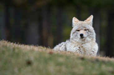 Fototapeta premium Coyote in the wild