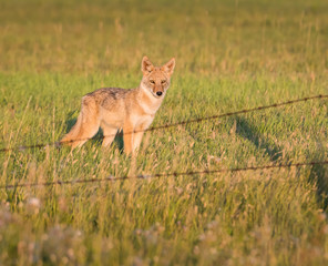 Fototapeta premium Coyote in the wild