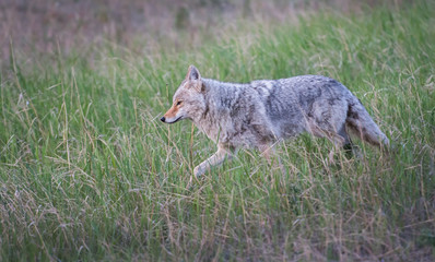 Coyote in the wild