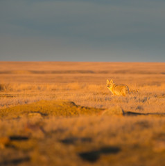 Coyote in the wild