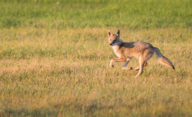 Obraz na płótnie Canvas Coyote in the wild