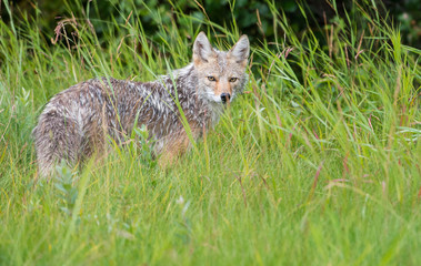 Coyote in the wild