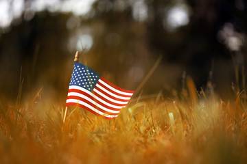 Group of American flags in yellow and orange Autumn grass