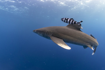 Oceanic Whitetip shark in the Red Sea at Elphinstone