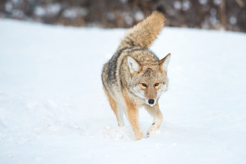 Coyotes in winter