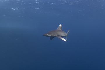 Oceanic Whitetip shark in the Red Sea at Elphinstone